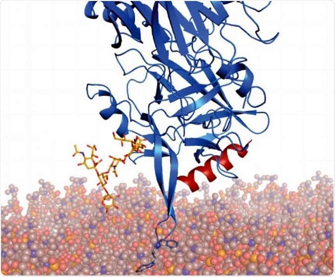 Modified BoNT/B (blue) is modeled onto membranes through anchoring with its two receptors (yellow and red), showing that the two tryptophan residues interact with membranes. Image Credit: From Fig 6D, Yin et al, 2020
