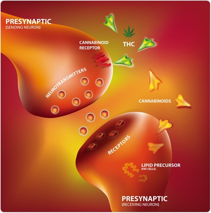 Endocannabinoid system. Image Credit: Shutterstock