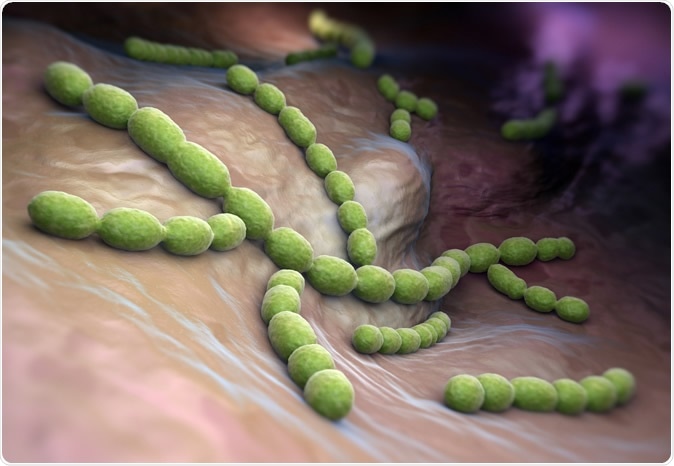 Streptococcus pneumoniae. Gram-positive coccus shaped pathogenic bacteria. Image Credit: Tatiana Shepeleva / Shutterstock