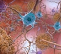 Finger-prick blood tests enable remote detection of Alzheimer’s biomarkers