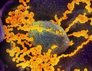 Who's Most at Risk from COVID-19?