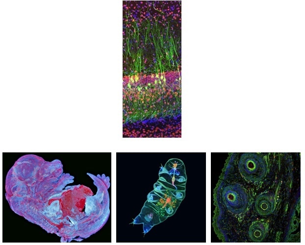 Olympus announces the 2019 global image of the year award winners