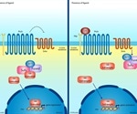 What is the Hedgehog Signaling Pathway?