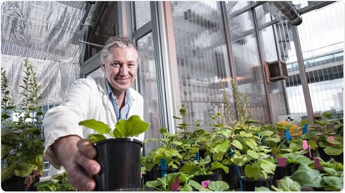 Australian scientist, Prof. Peter Waterhouse with Nicotiana benthamiana