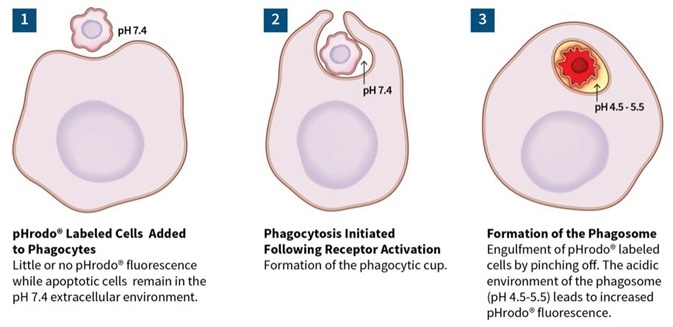 Kinetic Analysis of Microglial Function and Morphology