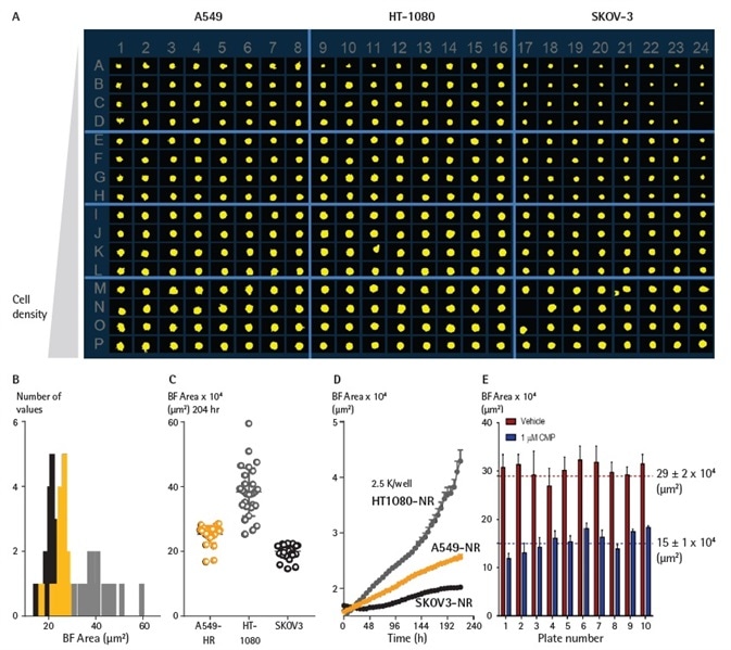 Miniaturizing spheroid growth and shrinkage assay for assay optimization. Comparison of temporal growth profiles of A549, HT-1080 and SKOV3 cells in a miniaturized 3D spheroid assay. (A) All cells seeded at a density ranging from 310 to 7,500 cells per well plated in a ULA round-bottom 384-well plate. Media was replenished 72 h post seeding. (A) Microplate overview image shows Brightfield segmentation mask at 204 h post-media replenishment. (B) Histogram compares the distribution frequency of the Brightfield area (µm2) across all cell types plated at 2,500 cells/well at this time-point. (C) Variability plot analysis shows the largest Brightfield of individual wells at 204 h. (D) Time course plots represent the differential temporal profile of the Largest Brightfield Object Area metric (µm2) across the cell types. Data were collected over a 204 h period at 6 h intervals, all images captured at 10x magnification. Each data point represents mean ±SEM,