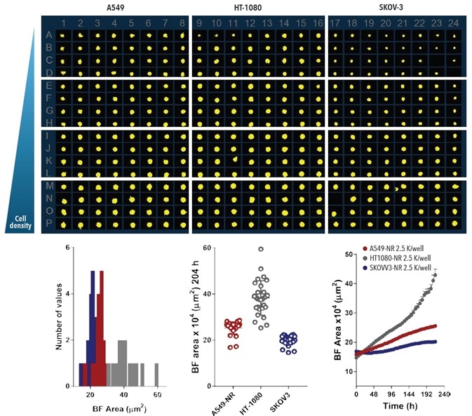 Miniaturizing Spheroid Growth and Shrinkage assay for assay optimization. Comparison of temporal growth profiles of A549, HT-1080 and SKOV-3 cells in a miniaturized spheroid assay. All cells seeded at a density ranging from 310 to 7,500 cells per well plated in a ULA round-bottom 384-well plate. Media was replenished 72-hours post seeding. Microplate overview image shows BF segmentation mask at 204-hours post-media replenishment. Histogram compares the distribution frequency of the BF area (µm²) across all cell types plated at 2,500 cells per well at this time-point. Variability plot analysis shows the largest BF area of individual wells at 204-hours. Time-course plots represent the differential temporal profile of the Largest BF Object Area metric (µm²) across the cell types. Data were collected over a 204-hour period at 6-hour intervals, all images captured at 10x magnification. Each data point represents mean ±SEM,