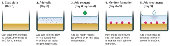 Assay Workflow.
