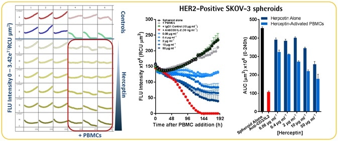 Herceptin-induced ADCC in HER2-positive SKOV-3 cells