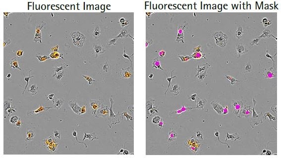 Microglia with N2A.