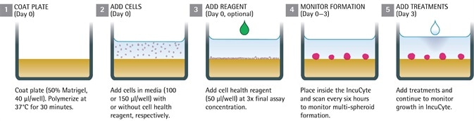Multi-Spheroid 3D Tumor Assays Development for Live-Cell Analysis