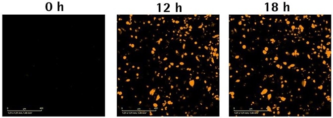 Neuronal and Microglial Analysis for Alzheimer’s Disease Models