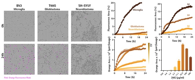 Neuronal and Microglial Analysis for Alzheimer’s Disease Models