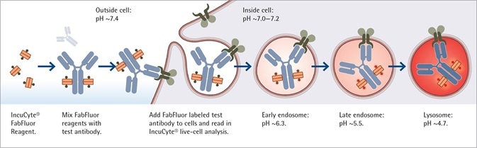 Cancer Drug Discovery Antibody Internalization Assays
