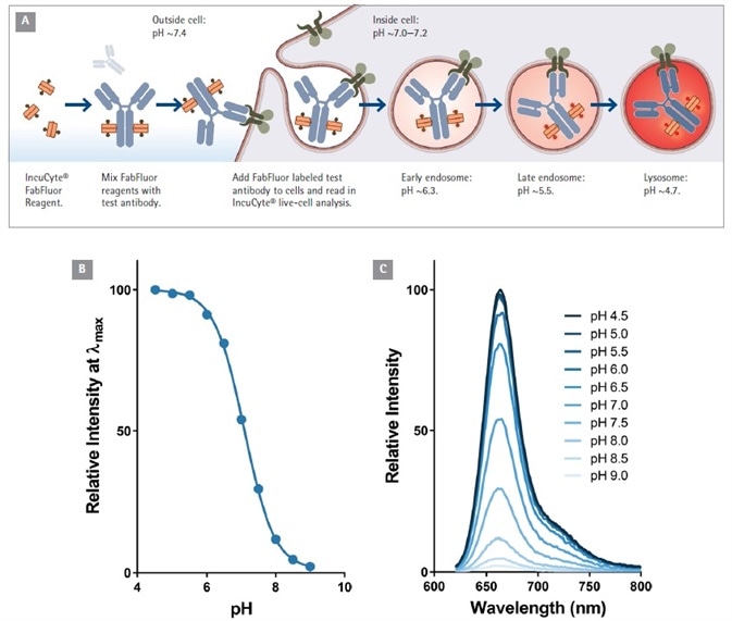 Principle of antibody Internalization assay using IncuCyte® FabFluor labeling reagent. (A). Fluorogenic signal as internalized antibody is processed into the acidic endosome and lysosome. Data to show the pH sensitivity of the labeling probe (B and C). Note the relatively low fluorescence of FabFluor at pH 7.0.