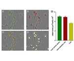 Fluorescent 96-Well Antibody Internalization Assays
