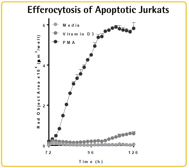 Coupling protein expression dynamics to cell differentiation