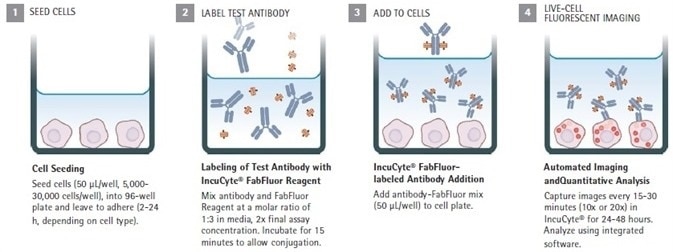 Fluorescent 96-Well Antibody Internalization Assays