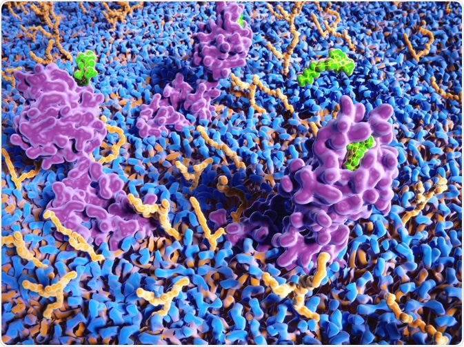 THC binding to cannabinoid receptors