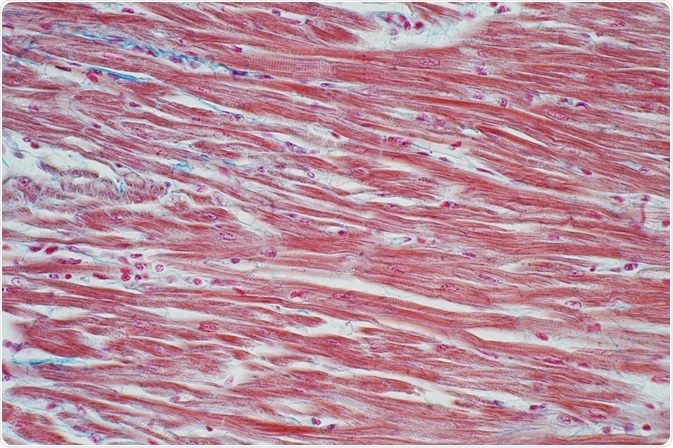 cardiac muscle