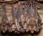 Six novel coronaviruses found in bats