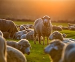 Virus genomes help to explain why a major livestock disease has re-emerged in Europe