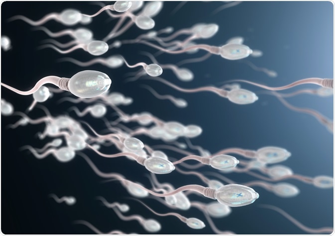 Sperm