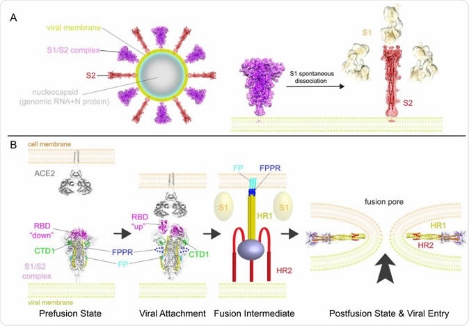 A model for structural rearrangements of SARS-Cov-2 S protein