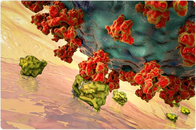 SARS-CoV-2 viruses binding to ACE-2 receptors on a human cell, the initial stage of COVID-19 infection, conceptual 3D illustration credit: Kateryna Kon / Shutterstock