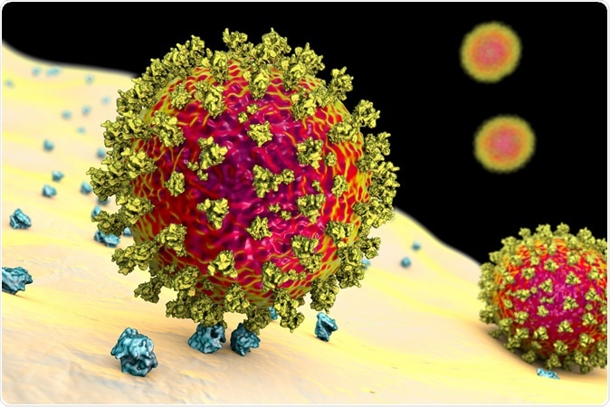 SARS-CoV-2 viruses binding to ACE-2 receptors on a human cell, the initial stage of COVID-19 infection. Image Caredit: Kateryna Kon / Shutterstock