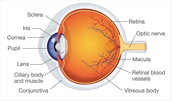 Human eye anatomy. Image Credit: solar22 / Shutterstock
