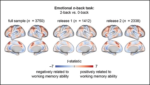 Brain activity reveals working memory capabilities of children Brain activity reveals working memory capabilities of children