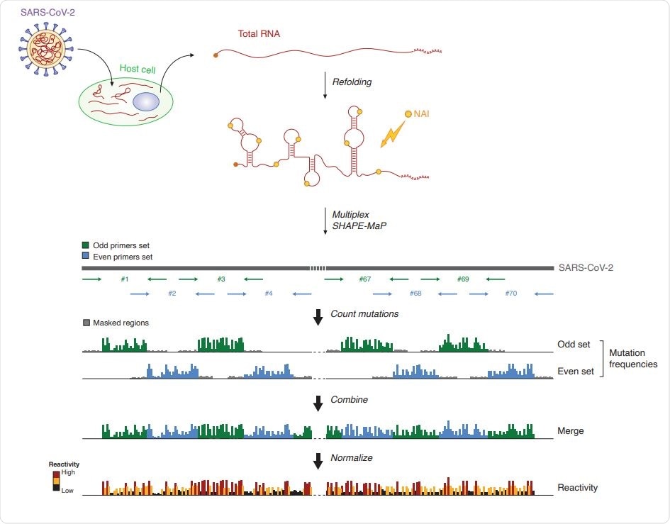Genome-wide SHAPE-MaP analysis of SARS-CoV-2. (A) Schematic of the multiplex targeted SHAPE-MaP approach for querying the SARS-CoV-2 genome from total RNA.