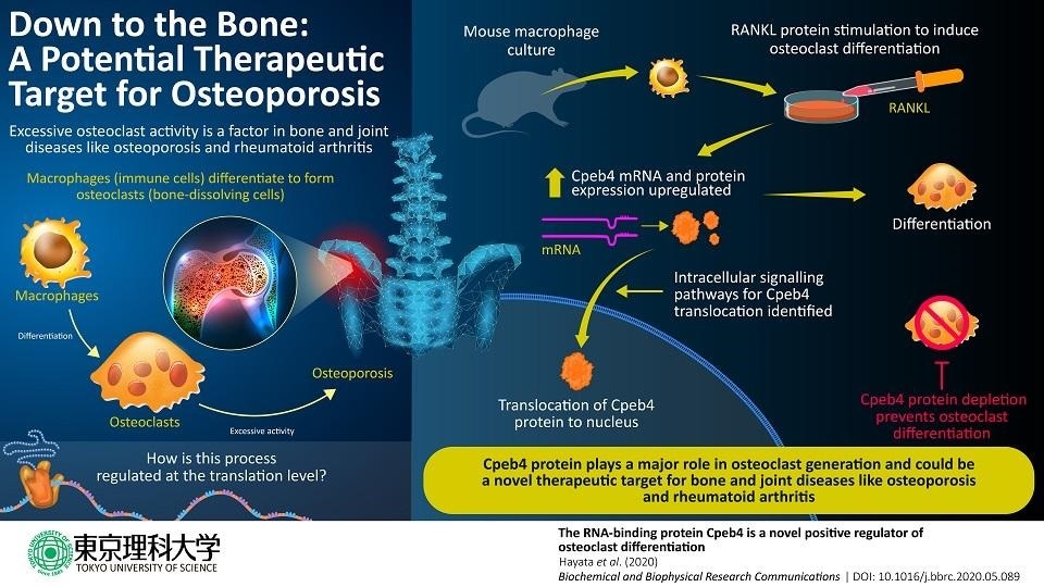 Study unravels role of a protein in osteoclast generation