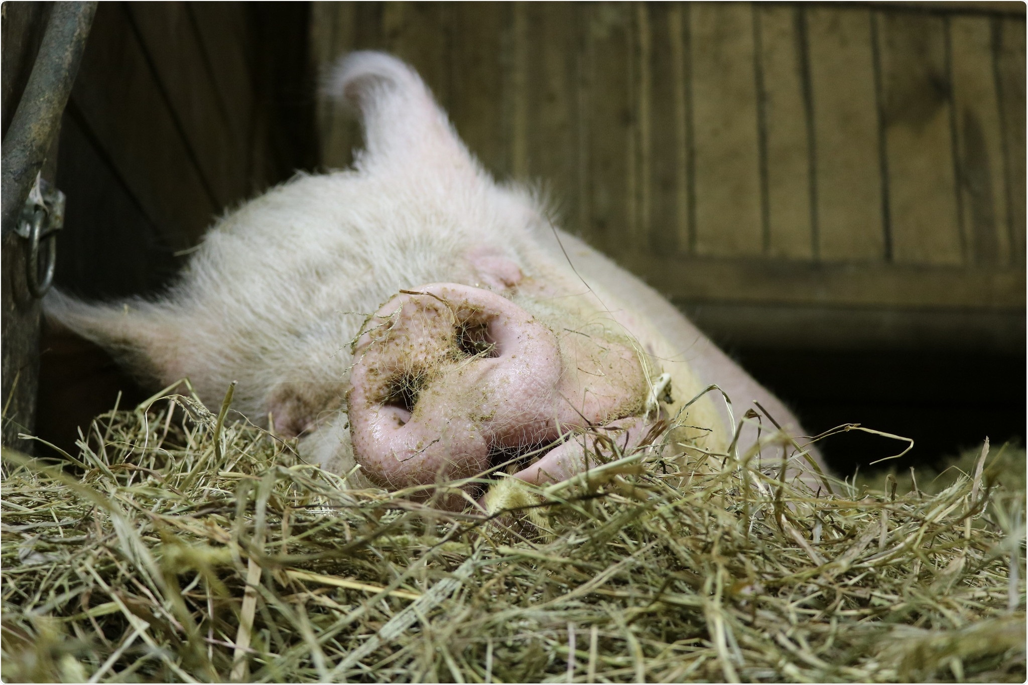 Domestic Pig. Credit: NIAID