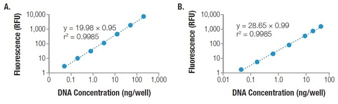 Quantitation of a 2,200 bp PCR product used to mimic the average size of a mRNA transcript. The Mantis liquid handler was used to dispense the QuantiFluor® dsDNA System in a 96-well plate format (Panel A) and 384-well plate format (Panel B). Fluorescence was measured on a GloMax®  Discover System and unknowns were interpolated from a power regression standard curve.