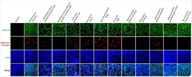 Susceptibility to SARS-CoV-2 of HEK293T cells conferred by different 2 species of ACE2. HEK293T cells were transfected with plasmids expressing 3 indicated ACE2. Cells were infected with 0.5 MOI of SARS-CoV-2 24 h after the 4 transfection, and were detected for the replication of SARS-CoV-2 by IFA.