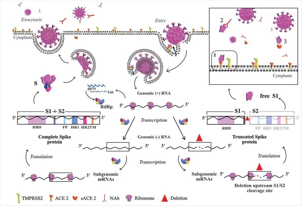 Based on the life cycle of SARS-CoV, this diagram represents the hypothesis derived from our results. Entry of the virus in the host cell is shown at the top right of the diagram. At the transcription step, two scenarios are depicted: to the left, the viral particle resulting from normal S protein, and to the right the viral particle resulting from truncated S. In normal conditions, once the nucleoprotein is freed into the cytoplasm ss+RNA is translated into the nonstructural proteins required for transcription. ss+RNA is transcribed into ss-RNA and later into genomic ss+RNA which is encapsidated (left side of the figure). Once the complete viral particle has been formed, it is secreted from the cell by exocytosis. The right side of the figure depicts the situation when a deletion occurs in the S gene during transcription of the complete genome and before subgenomic mRNAs are generated to produce the structural proteins. Translation of a deleted subgenomic spike mRNA would lead to a truncated S protein composed of the S1 domain without S2, which could be shed outside the cell as free S1. The box depicts possible destinations of free S1, which could bind to 1) the ACE2 cell receptor, 2) S1-specific neutralizing antibodies, or 3) free ACE2 receptor. The red triangle indicates the deletion in genomic RNA.