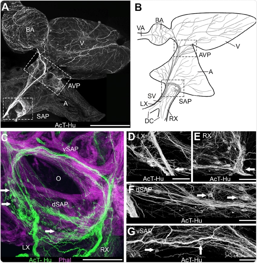 Intracardiac Nervous System