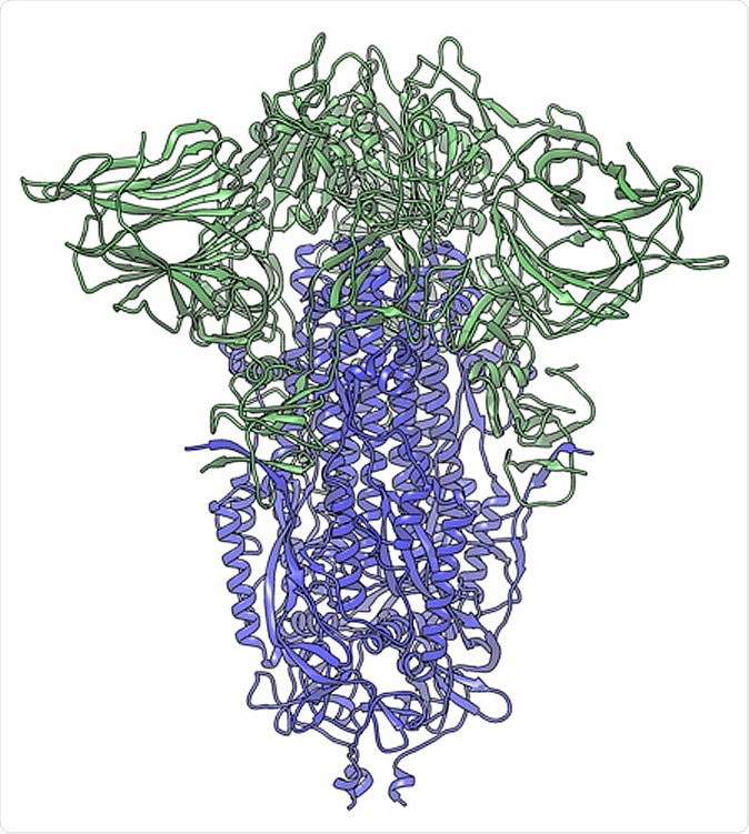 In this cryogenic electron microscope image of a SARS-CoV-2 spike protein side view, the S1 section of the spike is shown in green and the S2 portion is shown in purple. This unique two-piece system has shown itself to be relatively unstable. A new mutation has appeared in the viral variant most common in New York and Italy that makes this spike both more stable and better able to infect cells. (Credit: Andrew Ward lab, Scripps Research)