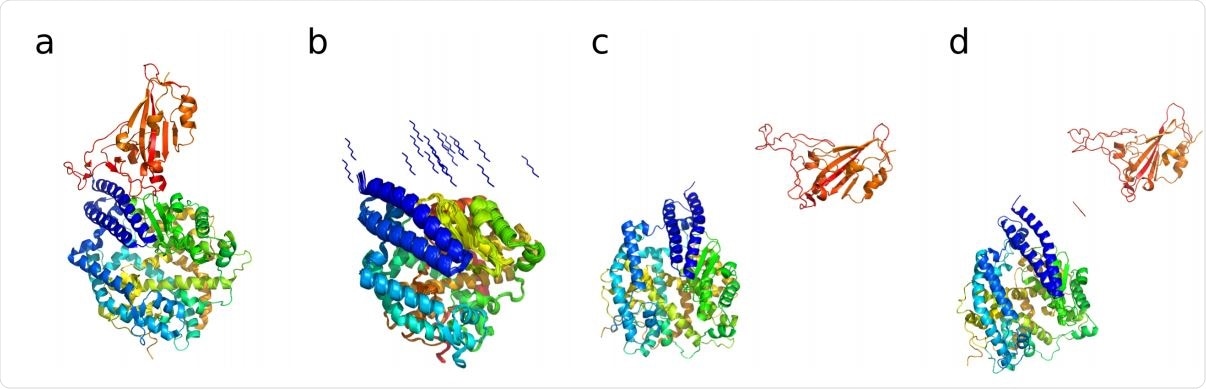 (a) Crystal structure of the SARS CoV-2 spike receptor domain bound with ACE2 (PDB : 6M0J (19)). ACE2 shown in blue, cyan, yellow and green color, the Spike receptor domain is shown in orange. (b) 20 different hexapeptide (YKYRYL) conformations used as initial starting models of independent 50 ns equilibrium MD simulations in explicit solvent. (c) Starting structure of the enhanced aggregation simulation of the spike receptor domain to ACE2. (d) Starting structure of the enhanced aggregation simulation of the same aggregate in the presence of the hexapeptide.