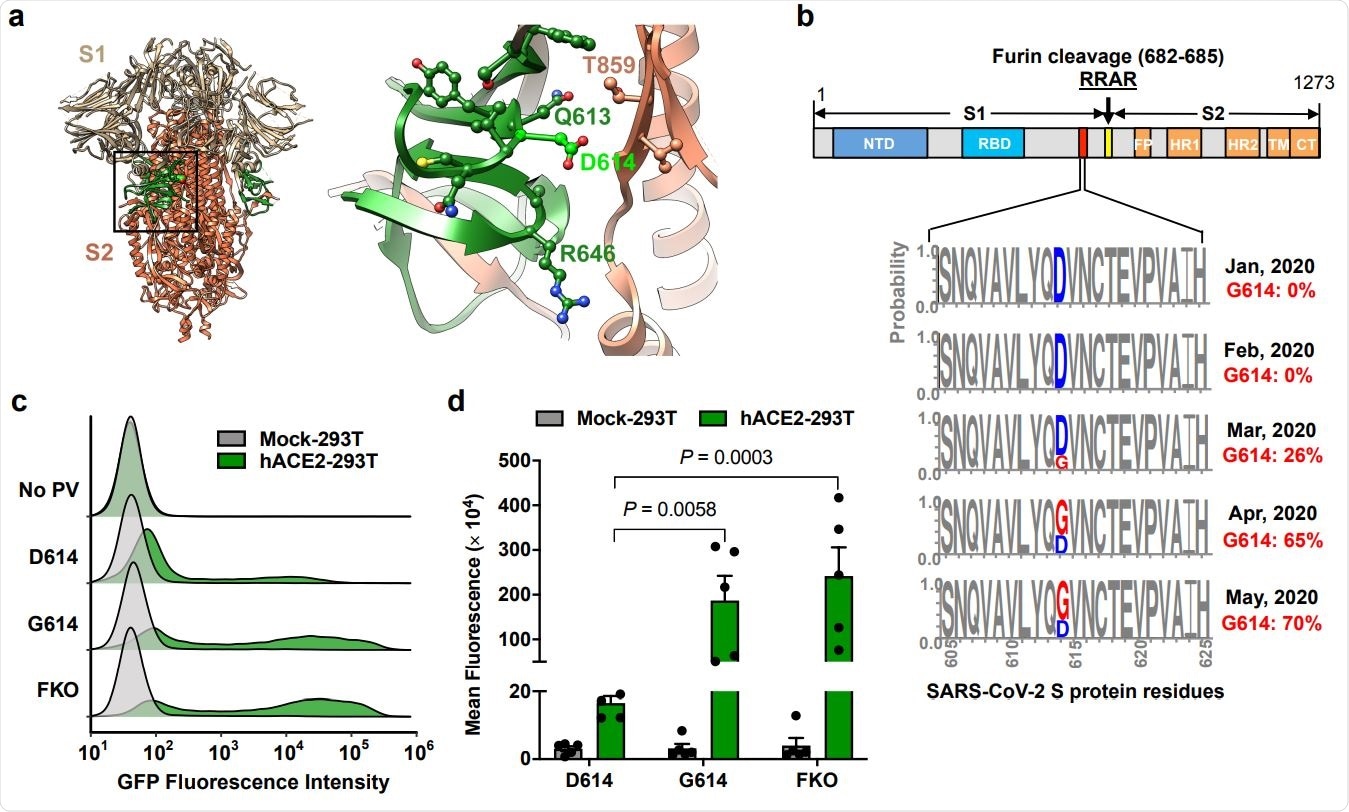 The D614G mutation is associated with enhanced infectivity. Cryo-EM structure of S1 (grey) and S2 (orange) heterodimer (PBD 6VXX). The residues 581-676, a C-terminal region of the S1 domain involved in S2 interaction, is shown in green. Aspartic acid 614 is shown in light green. The area indicated with a black square is presented magnified at the right. Residues within 5.5 Å of D614 are shown in a ball-and-stick representation. b, A representation of the SARS-CoV-2 Sprotein (upper panel) and D/G variation at the residue 614 presented in logo plots at different time points between January 1st and May 30th, 2020 (lower panel). Total number of sequences analyzed: 17 in January, 33 in February, 293 in March, 1511 in April, and 2544 in May. NTD: N-terminal domain, RBD: Receptor-binding domain, FP: Fusion peptide, HR1 and HR2: Heptad-repeat region 1 and 2, respectively, TM: Transmembrane region, CT: Cytoplasmic tail. c,d, Mock- and hACE2-293T cells on 96-well plates were infected with MLV PV (5 x 108 vector genome per well) expressing GFP and pseudotyped with the indicated viral glycoprotein and analyzed 24 h later. Representative histograms (c) or mean ± SEM (d) of five experiments conducted using two independent PV preparations are shown. Each dot in (d) indicates an average value of a duplicated experiment. Significant differences were analyzed by two-way ANOVA with Sidak multiple comparisons test. PV titers are presented in Extended Data Fig. 1. FKO: Furincleavage knockout mutant.