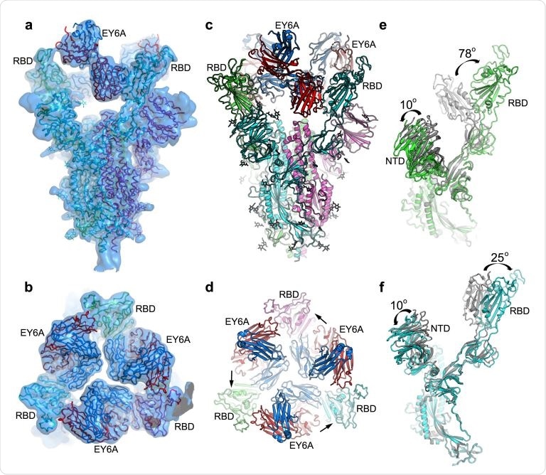 EM structure of SARS-CoV-2 spike and EY6A Fab complex. a & b, Side (a) and top (b) views of the cryo-EM density map drawn as semi-transparent surface showing three EY6A fabs bound to the Spike. c & d, Side and top views of the overall structure of the Spike-EY6A complex. Chains A, B and C of the Spike trimer and heavy and light chains of EY6A are shown in green, cyan, magenta, red and blue, respectively. The arrows in (d) indicate which RBD each Fab is binding. e & f, Comparison of the EY6A bound Spike structure with a reported open form Spike structure (grey; PDB ID 6VYB) with A chain in ‘down’ conformation (e) and B chain in ‘up’ conformation (f). NTD, N-terminal domain