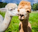 Alpaca-derived antiviral agent neutralizes SARS-CoV-2