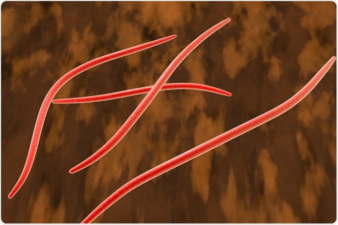 Fusobacterium nucleatum