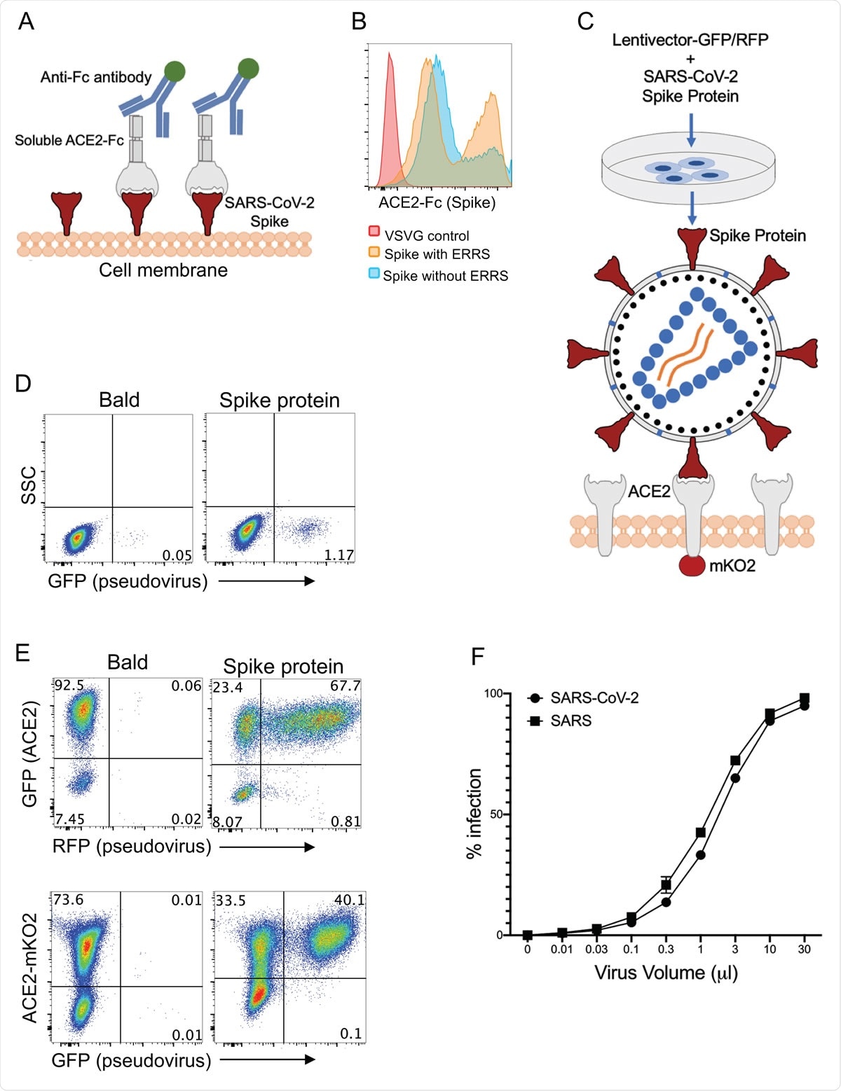 Development of CoV-2 and SARS Spike protein pseudotyped lentiviruses. a. Schematic illustration of Spike protein expression on the cell surface and soluble ACE2-Fc staining followed by an anti-Fc antibody staining. b. 293 cells transfected with Spike protein with or without endoplasmic reticulum retention signal (ERRS) and VSV-G as negative control. The cells were stained with ACE2-Fc and anti-Fc-APC secondary antibody, flow cytometry data overlays are shown. c. Schematic representation of the generation of Spike protein pseudovirus and the interaction with ACE2-expressing host cells. A lentivector plasmid and a Spike protein over-expressing envelope plasmid are used to co-transfect 293 cells to generate Spike pseudovirus that in turn infect engineered cells over-expressing wild type ACE2 or ACE2 fused to mKO2. d. Infection of wild type 293 cells with either bald lentiviruses generated without envelope plasmid or Spike protein pseudovirus. e. Infection of 293-ACE2 cells with bald and Spike lentiviruses. GFP and mKO2 markers are used to determine ACE2 over-expressing cells in ACE2- IRES-GFP and ACE2-mKO2, respectively. f. The titration of CoV-2 and SARS Spike protein pseudoviruses encoding RFP. ACE2-IRES-GFP expressing 293 cells were incubated with 3-fold serial dilutions of virus supernatant and analyzed for RFP expression by flow cytometry on day 3 post-infection. Percent infection is % RFP+ cells after gating on GFP+ cells (i.e. ACE2+).