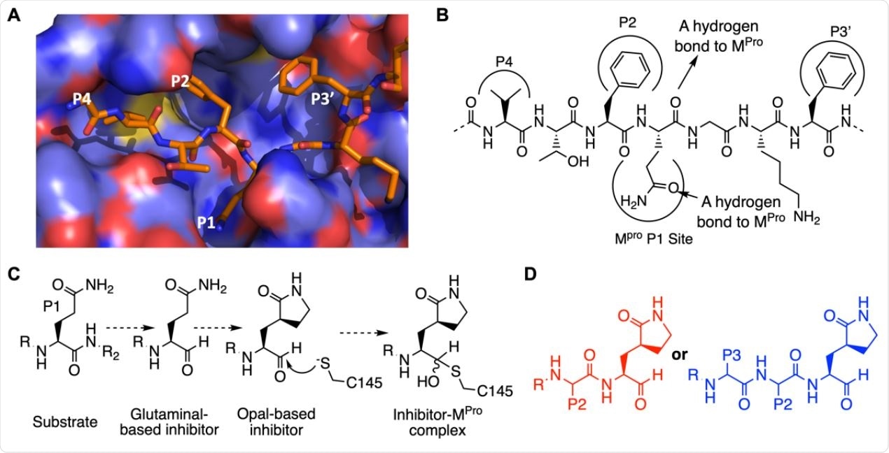 The design of SC2MPro inhibitors based on medicinal chemistry learned from SC1MPro studies. (A) The structure of SC1MPro complexed with a peptide substrate (based on the pdb entry 5b6o). Active site cavities that bind P1, P2, P4, and P3’ residues in the substrate are labeled. (B) A schematic diagram that shows interactions between SC1MPro and a substrate. (C) A scheme in which a substrate P1 residue is converted to glutaminal and then b-(S-2-oxopyrrolidin-3-yl)- alaninal (Opal) to form a reversible covalent inhibitor that reacts with the SC1MPro active site cysteine C145. (D) Scaffold structures of Opal-based inhibitors designed for SC2MPro.