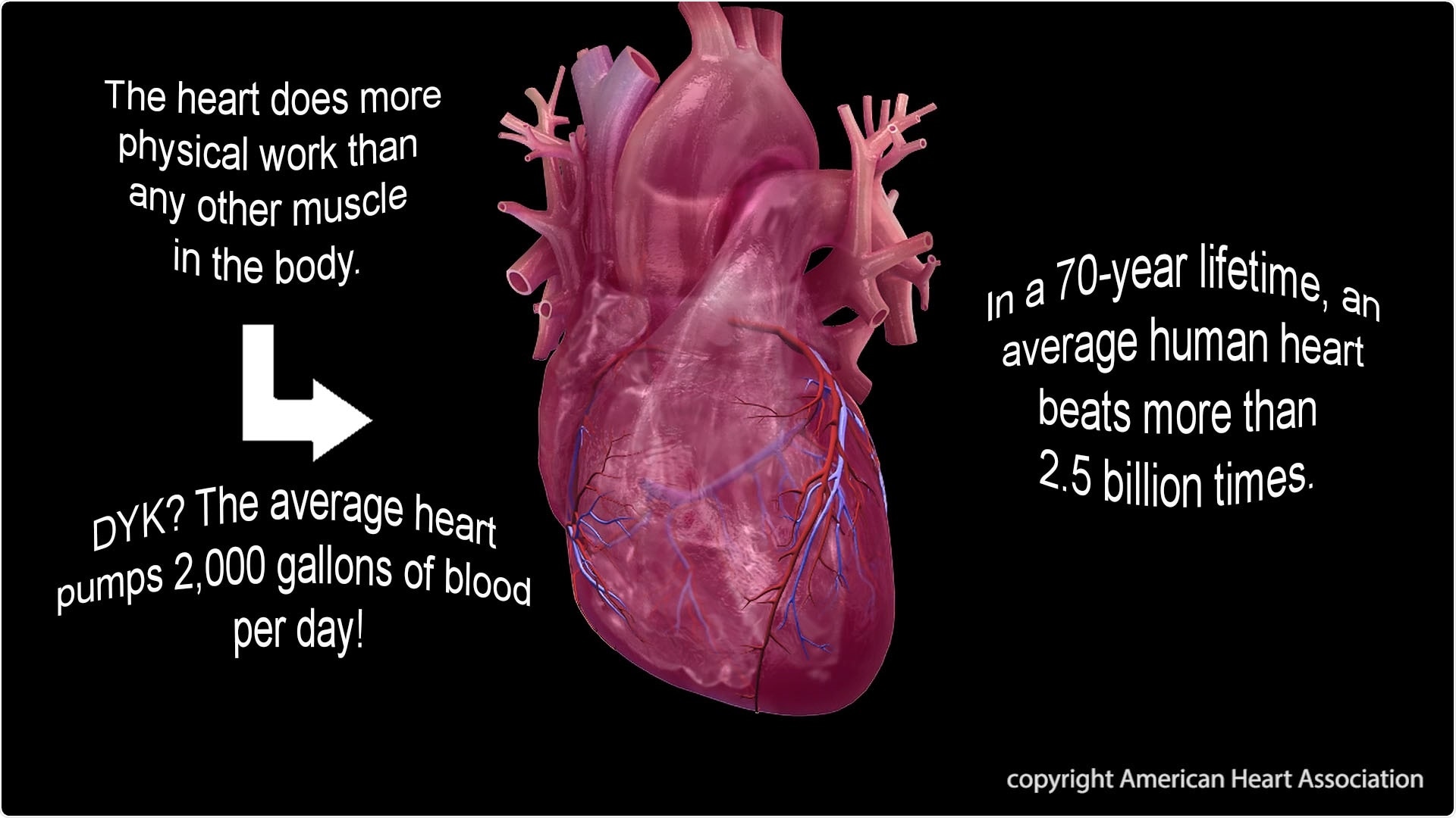 The heart does more physical work than any other muscle in the body.  The average heart pumps 2,000 gallons of blood per day!  In a 70-year lifetime, an average human heart beats more than 2.5 billion times. Image copyright American Heart Association