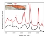Multi-Attribute Salmon Quality Monitoring