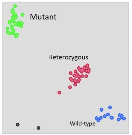 SNP graphs of TaqMan assay